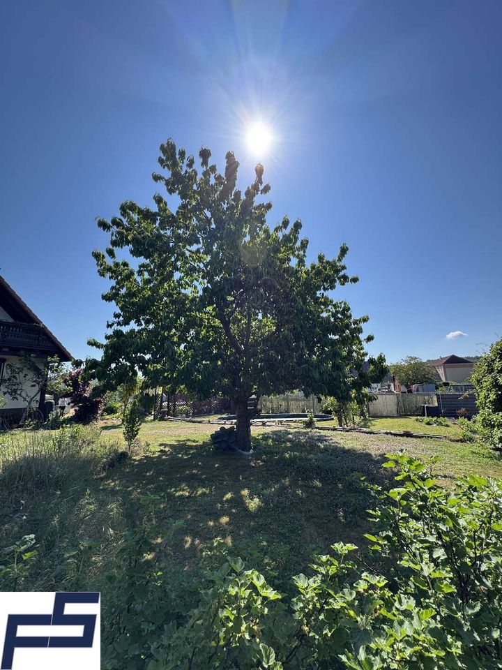 Kirschbaum